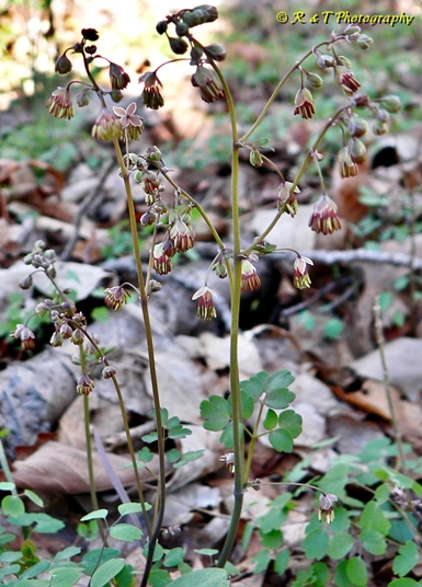 {Thalictrum debile}